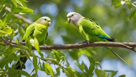 Monk Parakeet Care Guide: Tips & Facts