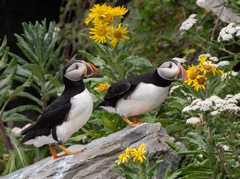 The Quest for Atlantic Puffins | Owen Deutsch Photography