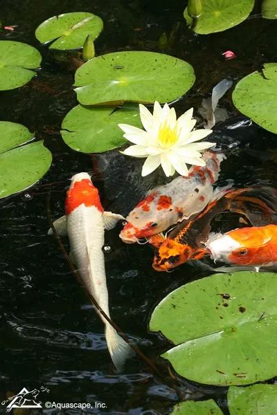 3 Rules to Keep Koi Fish and Pond Heathy | Pond Care Tips