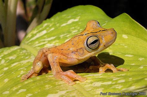 Goliath Frog | Amazing frog, Frog, Amphibians