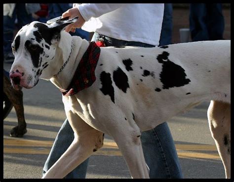 Four Great Large Dog Breeds With Long Life Expectancy | PetHelpful