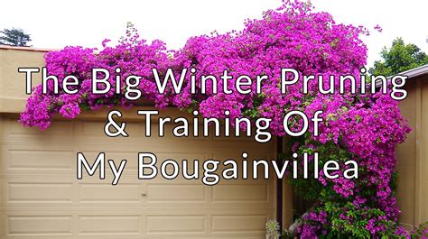 The Big Winter Pruning & Training Of My Bougainvillea - YouTube