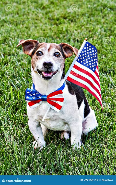 Dog Sits in American Flag Bow Tie with USA Flag on Green Grass ...