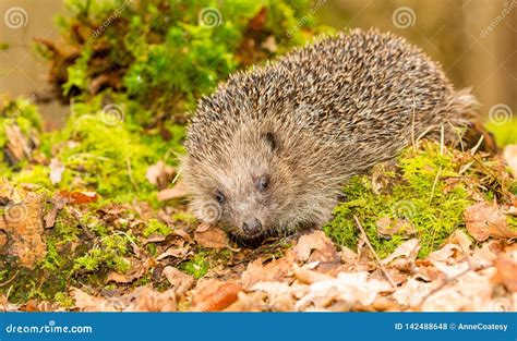 Hedgehog in Natural Woodland Habitat Stock Photo - Image of animal, moss: 142488648