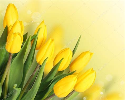 Spring Flowers. Beautiful Yellow Tulips Bouquet — Stock Photo © Guzel #69576053