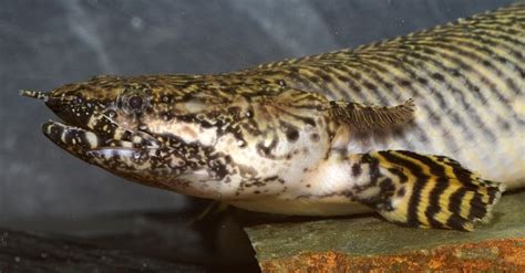 Bichir Animal Facts | AZ Animals