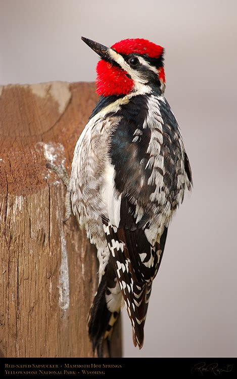 Birds of Yellowstone National Park