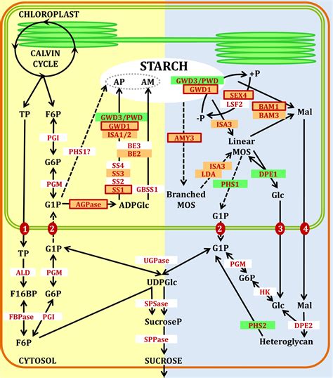 Frontiers | Redox Regulation of Starch Metabolism