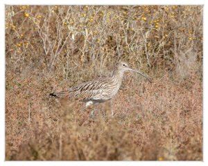 Eurasian Curlew | BirdForum