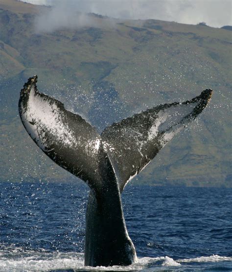 Hawaii Humpback Whale Migration