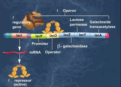 The Lac Operon Induction of Genes HD Animation - YouTube