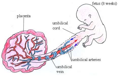 What type of blood do each of the umbilical blood vessels carry? | Socratic