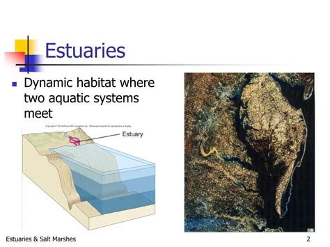 PPT - Estuaries and Salt Marshes PowerPoint Presentation, free download ...