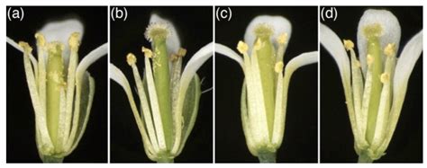 Plants | Free Full-Text | SPL8 Acts Together with the Brassinosteroid-Signaling Component BIM1 ...