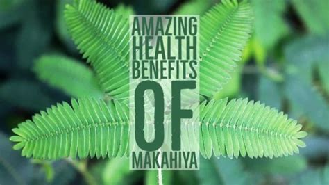 23 Amazing Health Benefits Of Makahiya | pangbenta.com