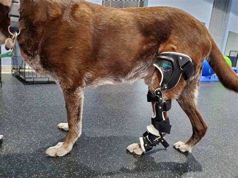 Grizzly and his OrthoPets Stifle Device (Dog Knee Brace)