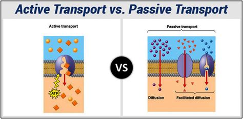 Differences between Active Transport and Passive Transport (Diffusion) - Online Science Notes