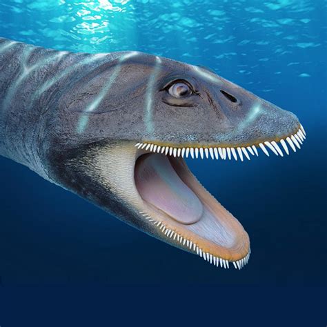 Antarctic Plesiosaur Filtered Food Like Modern Baleen Whales ...