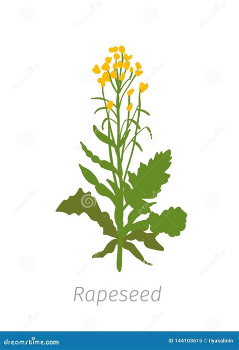 Rapeseed Oilseed Rape Plant. Growth Stages. Growing Period Steps ...