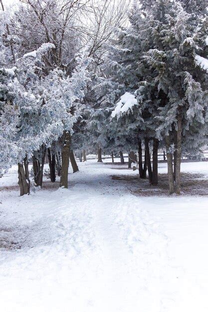 Premium Photo | Winter scene in winter seasone trees with snow snow park