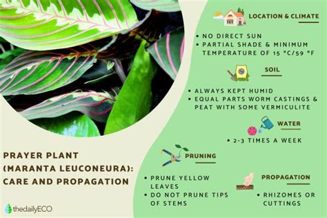 Prayer Plant Care - Maranta Propagation, Light, Watering and More