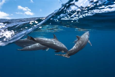 dolphin, Sea life, Underwater, Water, Nature, Sea, Animals, Photography Wallpapers HD / Desktop ...