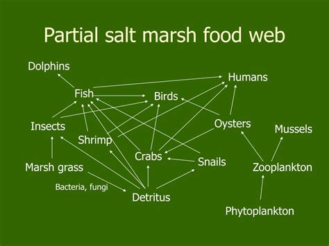 PPT - Salt Marshes -biotic perspectives PowerPoint Presentation, free ...