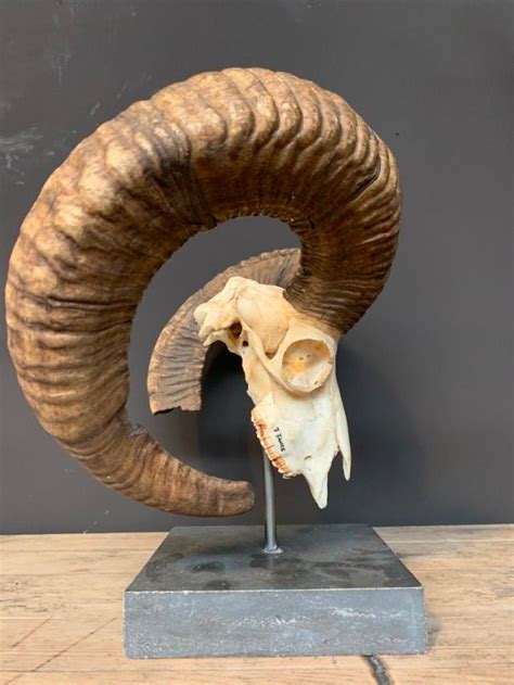 Large mouflon skull on base. - BEAST Interiors