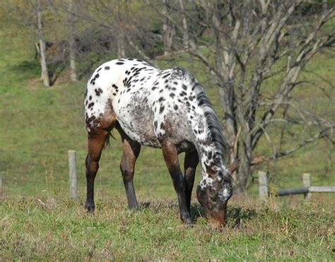 Caballos Appaloosa, Appaloosa Horses, Pony Breeds, Horse Breeds, Most ...