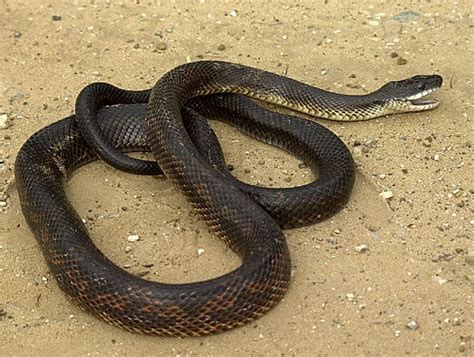 69 best images about Oklahoma Snakes on Pinterest | Oklahoma city, Zoos and Images of snakes