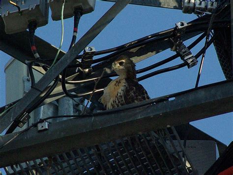 Red-tailed Hawk – Nest Update 6 – DFW Urban Wildlife