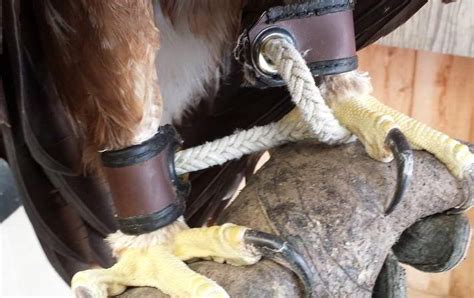 BIOTHANE COATED WEBBING ANKLET MATERIAL - Mike's Falconry Supplies