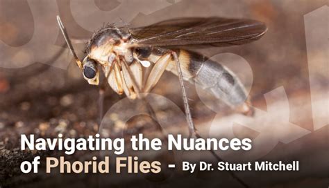 Navigating the Nuances of Phorid Flies – PestWest LLC USA