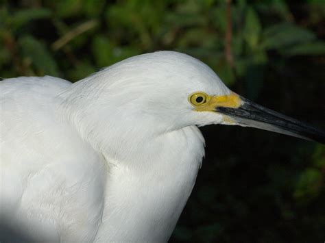 Birds from the Everglades (mostly)