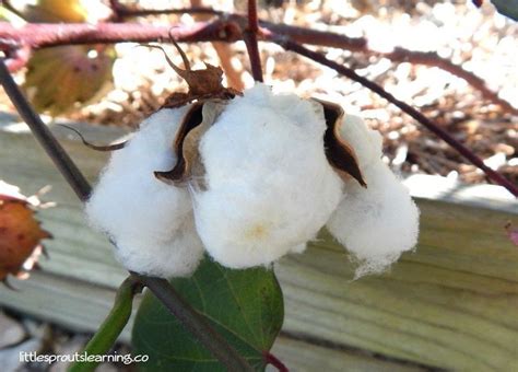 how to make your own yarn out of home grown cotton Growing Cotton, How ...