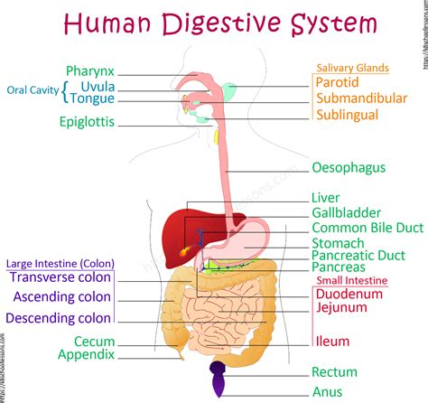 Labelled Diagram Of Human Digestive System