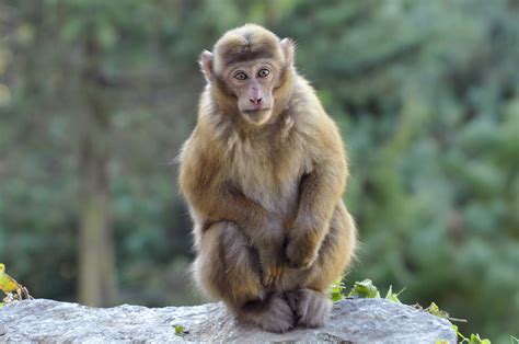 Assamese Macaque AR | Marie-France Grenouillet – Wildlife Photographer