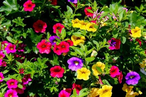 Choosing A Petunia Variety | ThriftyFun