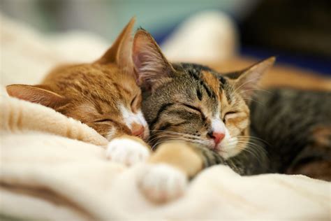 How Much Do Cats Sleep? - Pet Tips And Tricks