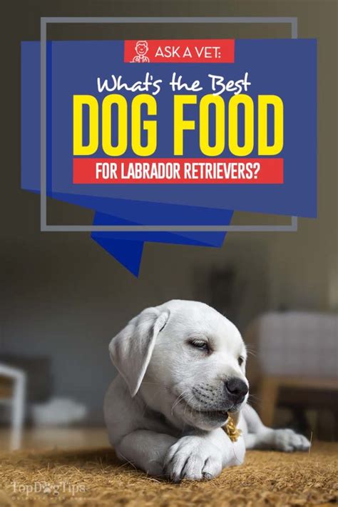 Best Dog Food for Labrador Retrievers: 7 Vet Recommended Brands