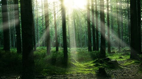 1920x1080 Forest Sunbeam Trees Laptop Full HD 1080P HD 4k Wallpapers ...