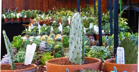 Midwest Cactus & Succulent Society Show and Sale » Holden Forests & Gardens