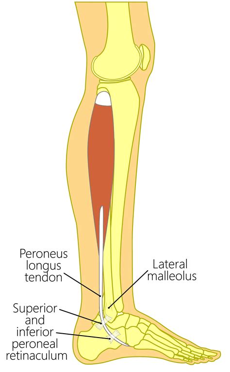 Fibularis Longus