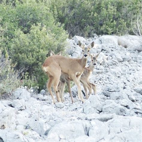 Faune terrestre | Parc national des Calanques