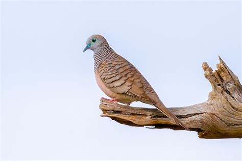 "Peaceful Dove" by RusticMan | Redbubble