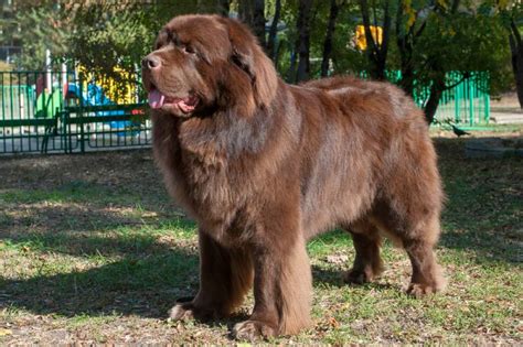 Brown Newfoundland Dog: Info, Pictures, Origin & More – Dogster