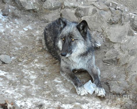 Wolf With Amber Eyes Photograph by Linda C Case