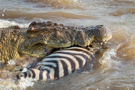 The world’s most dangerous zebra crossing: Gruesome moment crocodile ...