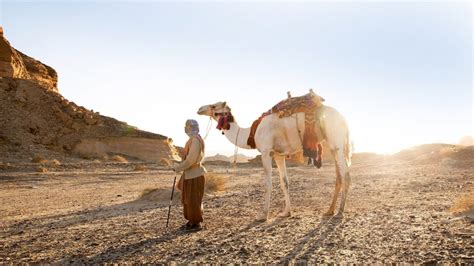 Beauty Pageant for Camels in Saudi Arabia Marred by Botox Injections ...