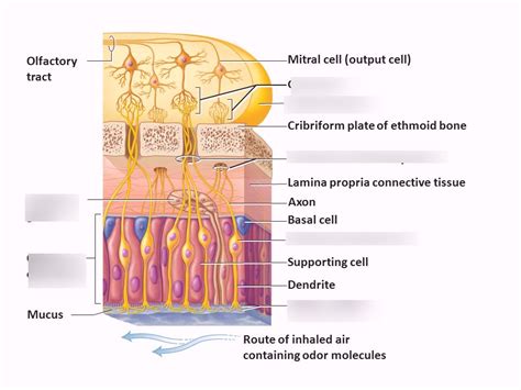 Olfactory Cells Diagram